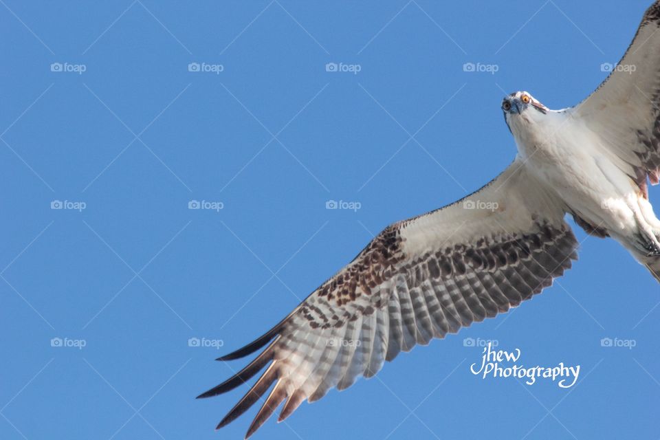 Osprey 