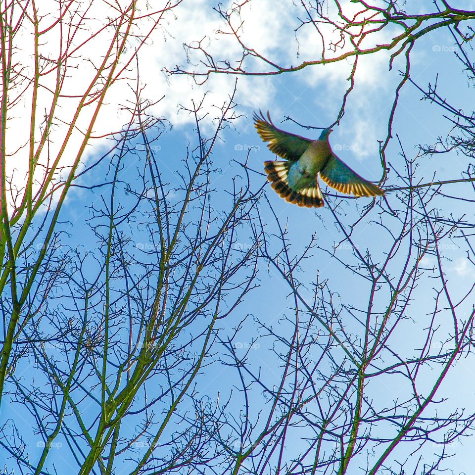 Pigeon. Pigeon in flight 