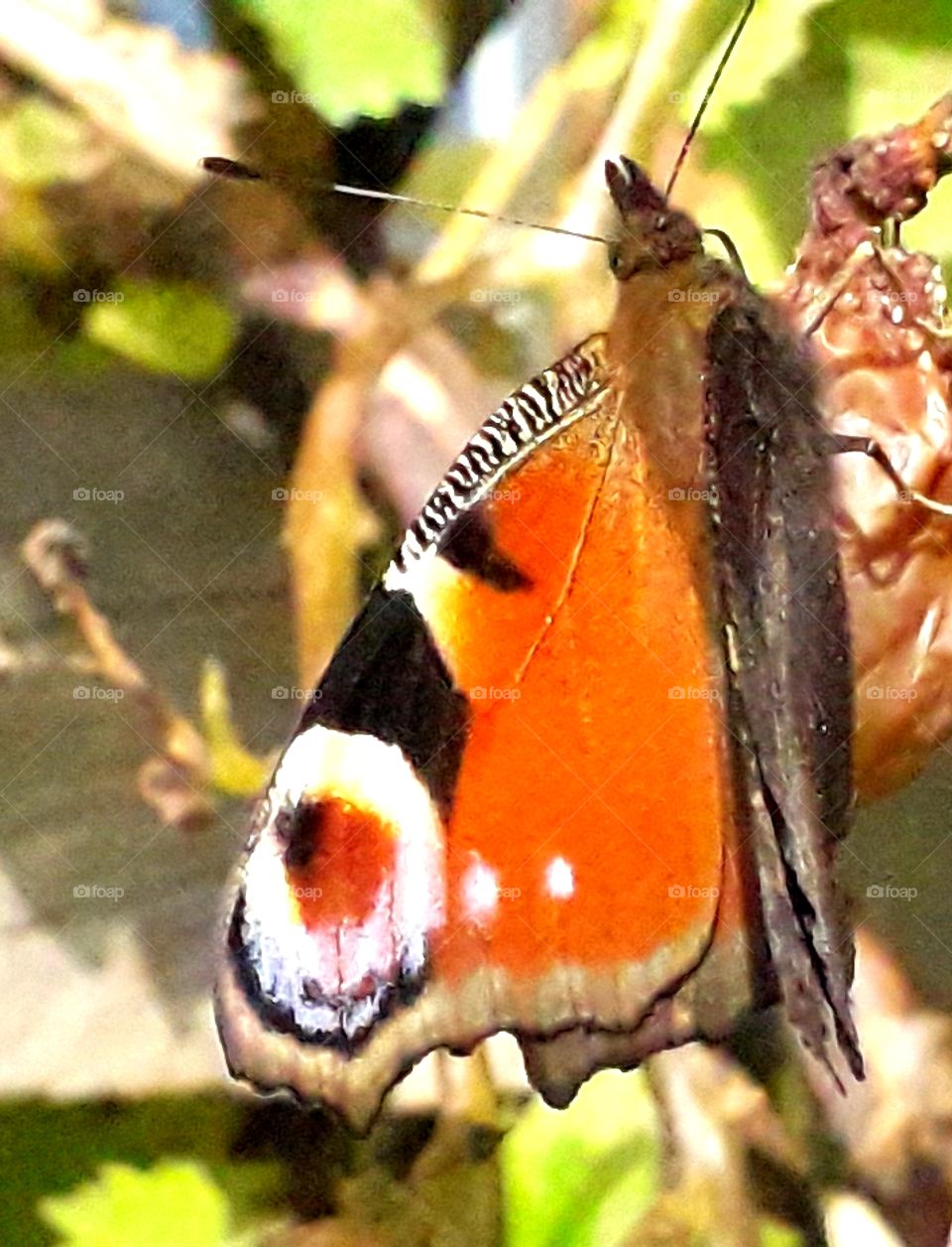 butterfly with one wing open stiks to grapes due to wind