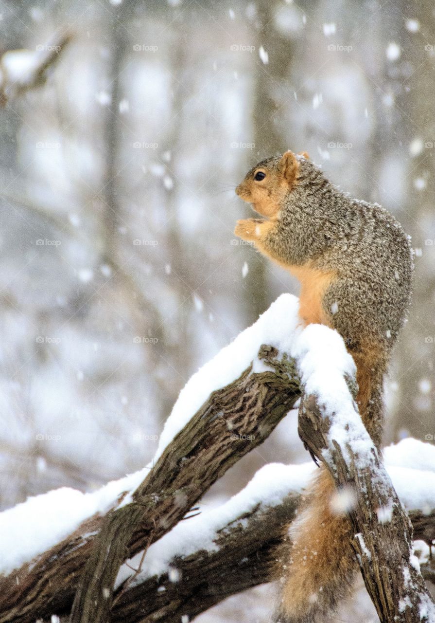 Squirrel on a snow covered branch with snow still falling 