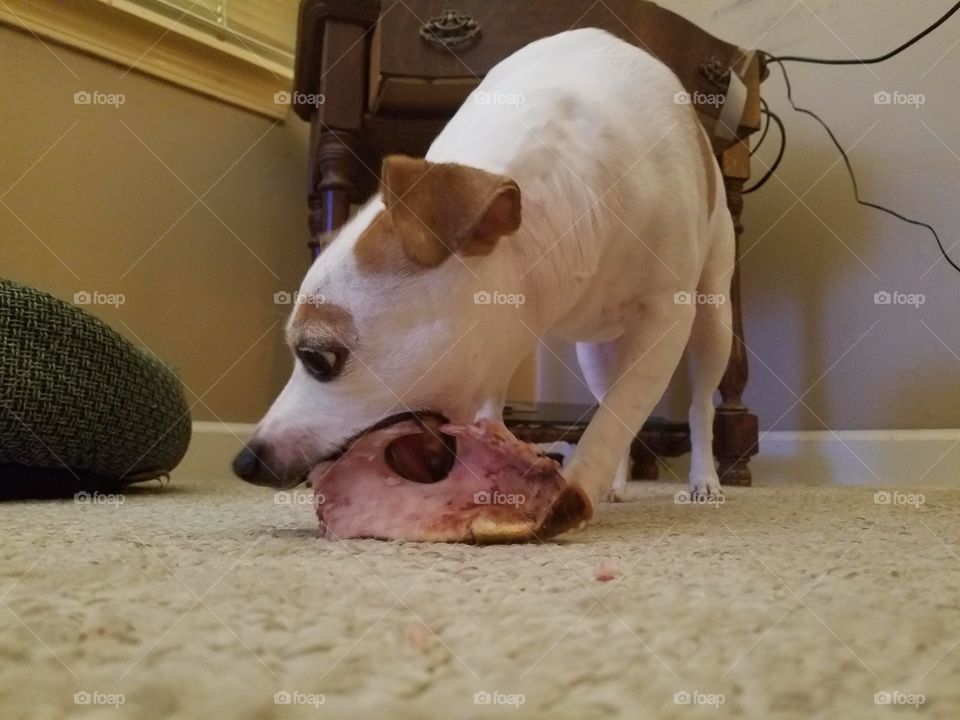 Eating Ham bone from