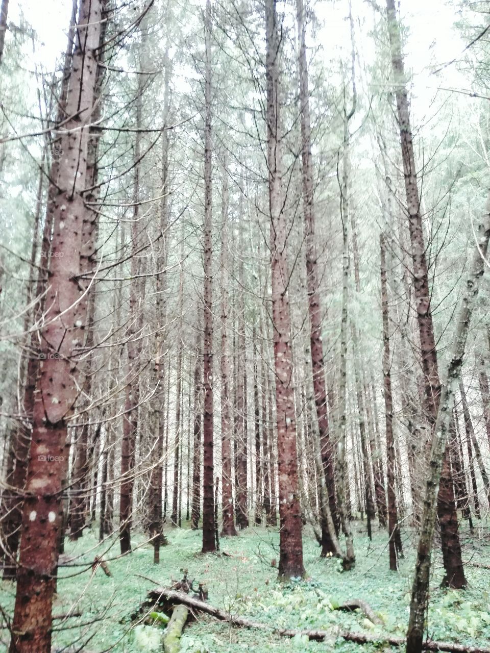 Wood, Tree, Nature, Landscape, No Person