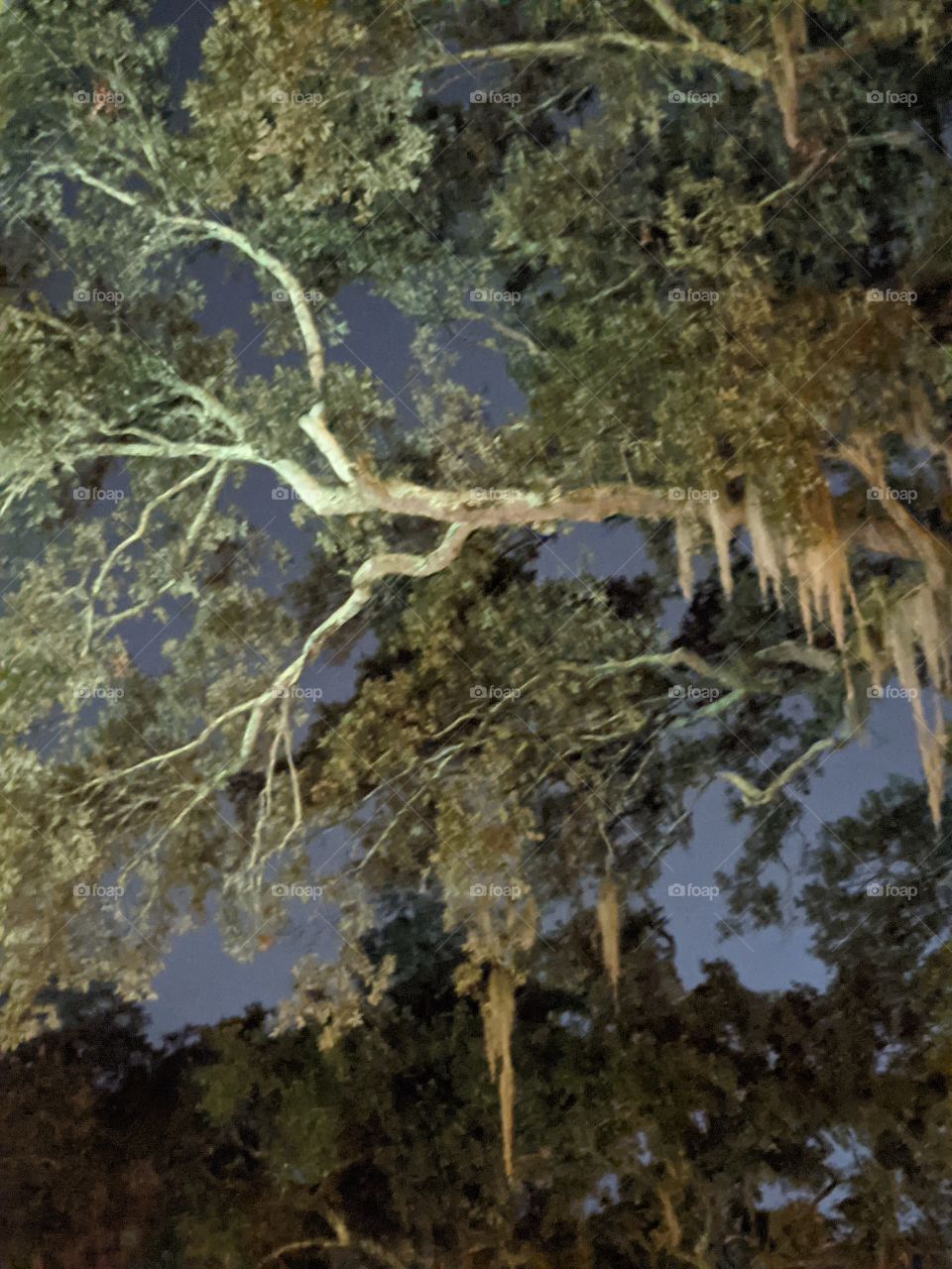 Spanish moss in a tree at night