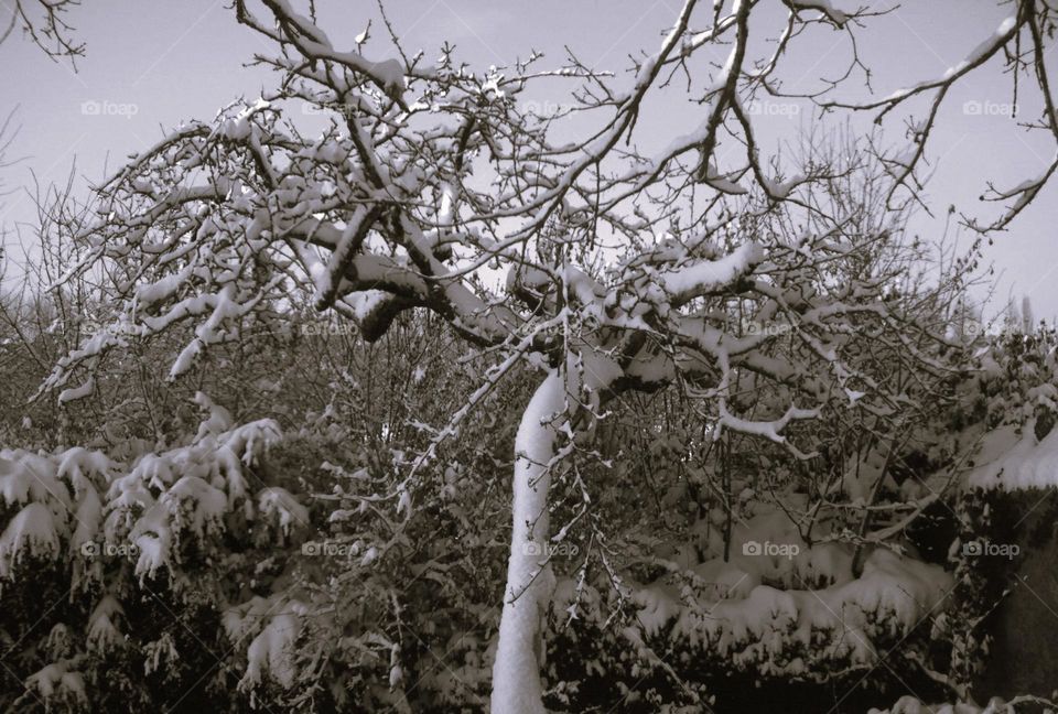 Apple tree snowy winter coat