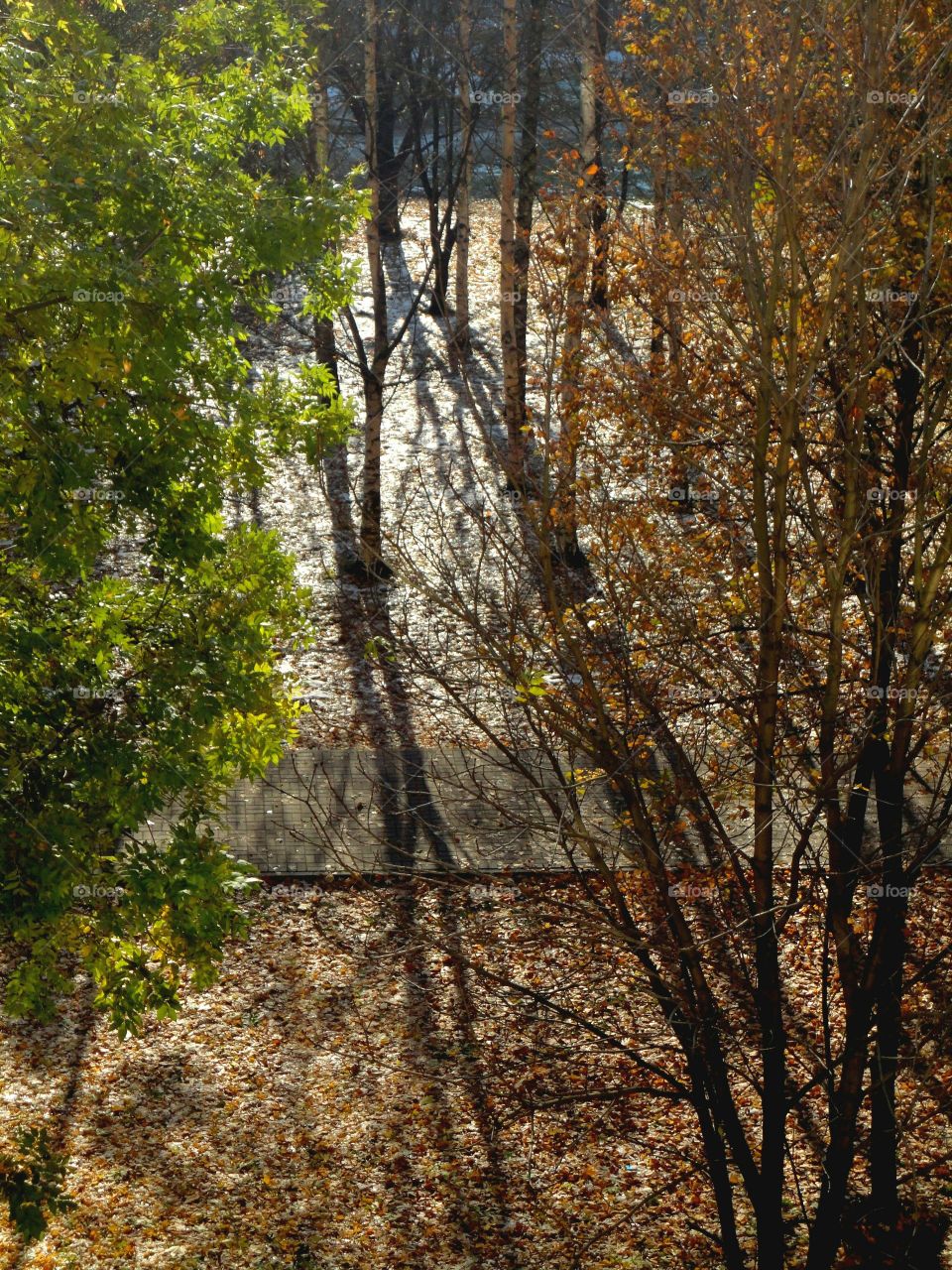 Tree, Leaf, Wood, Nature, Fall