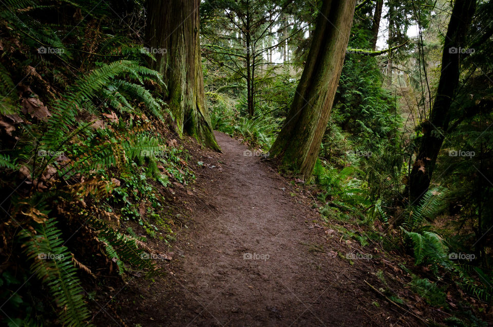 Kirkland trail