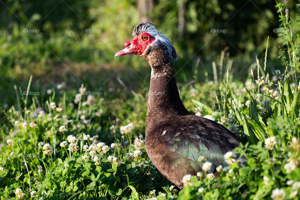 Drake standing in the grass