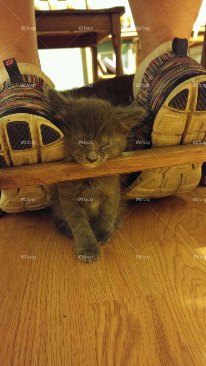 Kitten between shoes