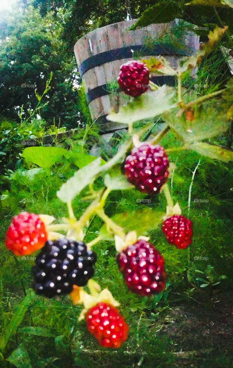 Ripening Berries
