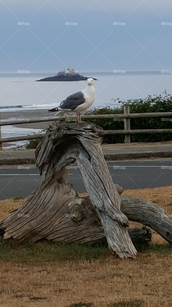 Seagull On Driftwood