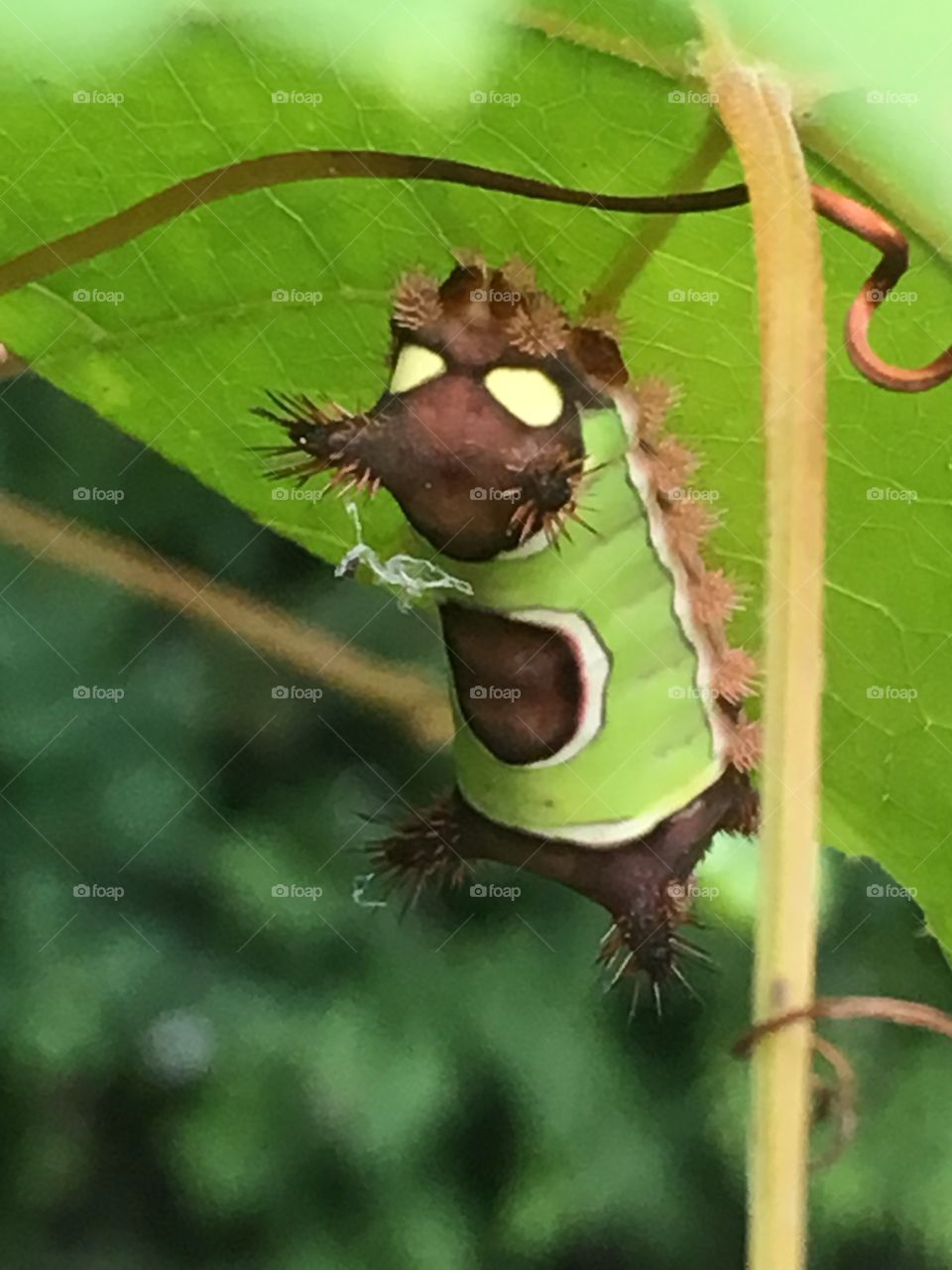 Stinging Saddleback caterpillar 