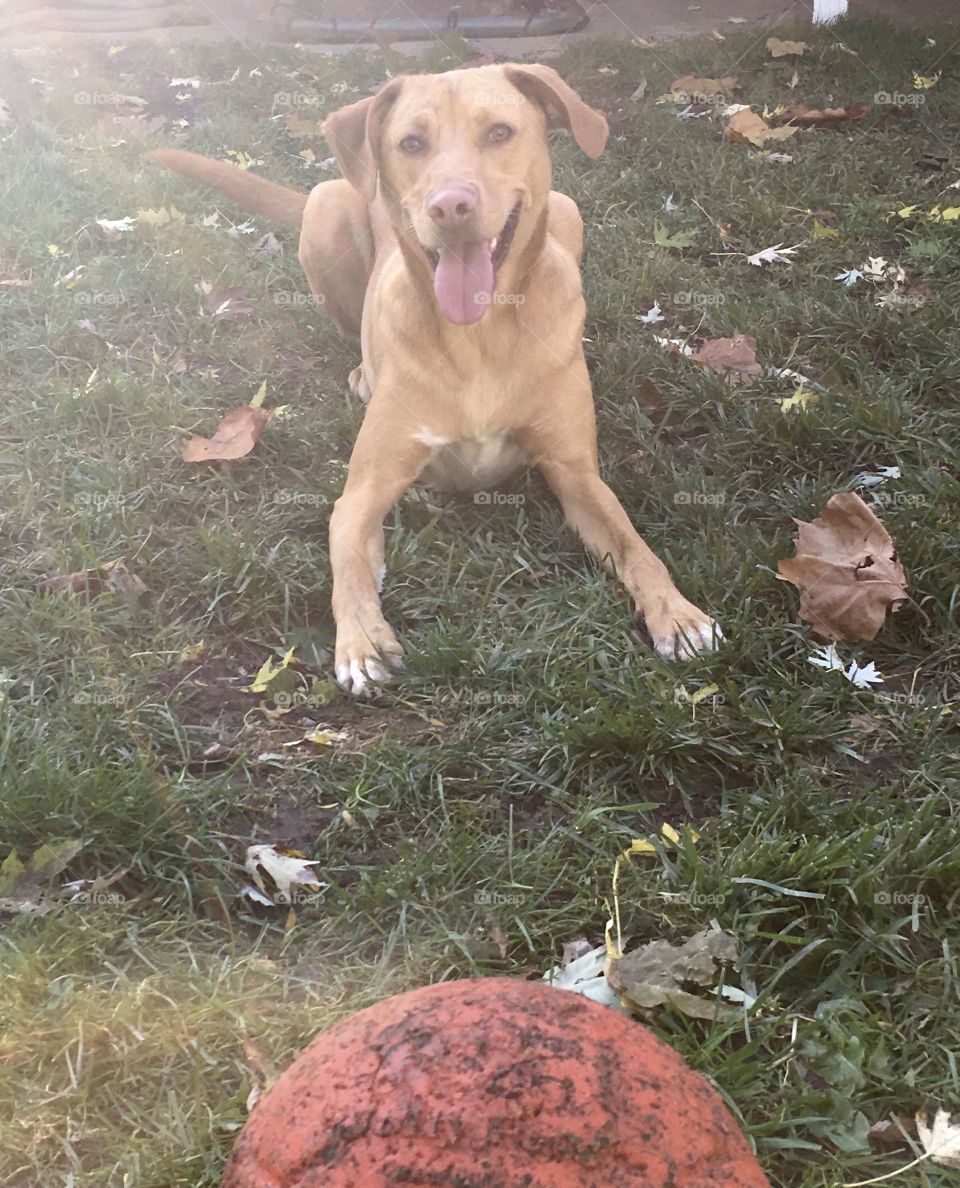 Happy dog 