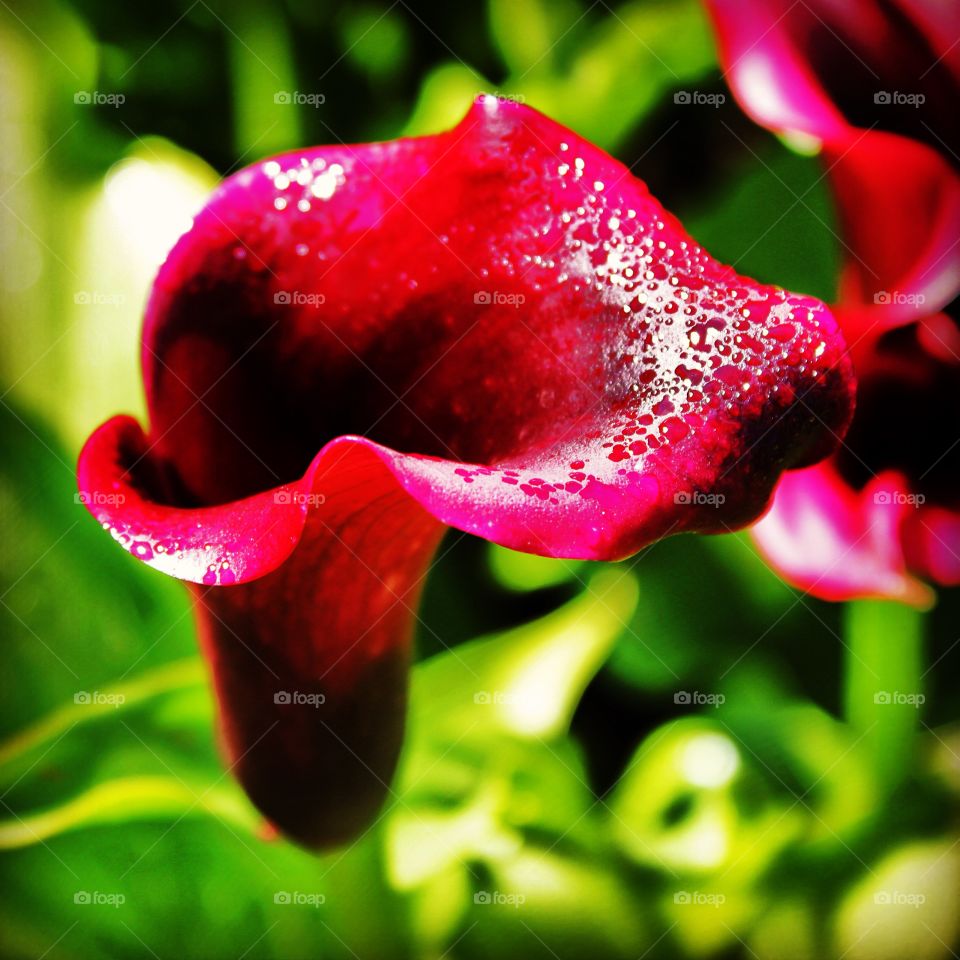 Dew drops on red flower