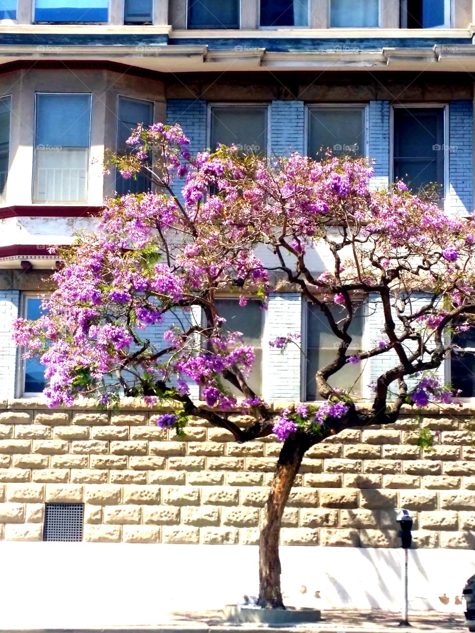 Urban gardens. A beautiful jacaranda tree! Look up!