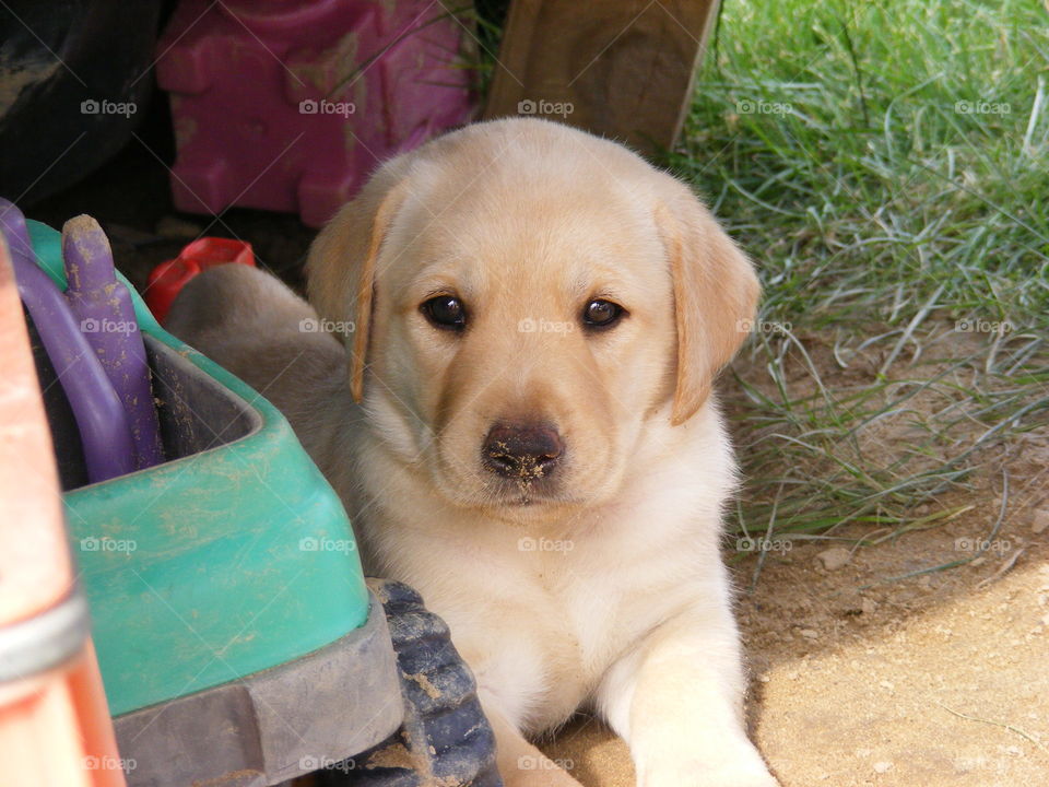 Cute puppy in the sandbox
