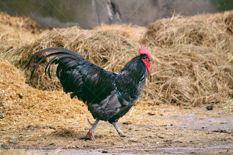 Bird, Nature, Wildlife, Outdoors, No Person