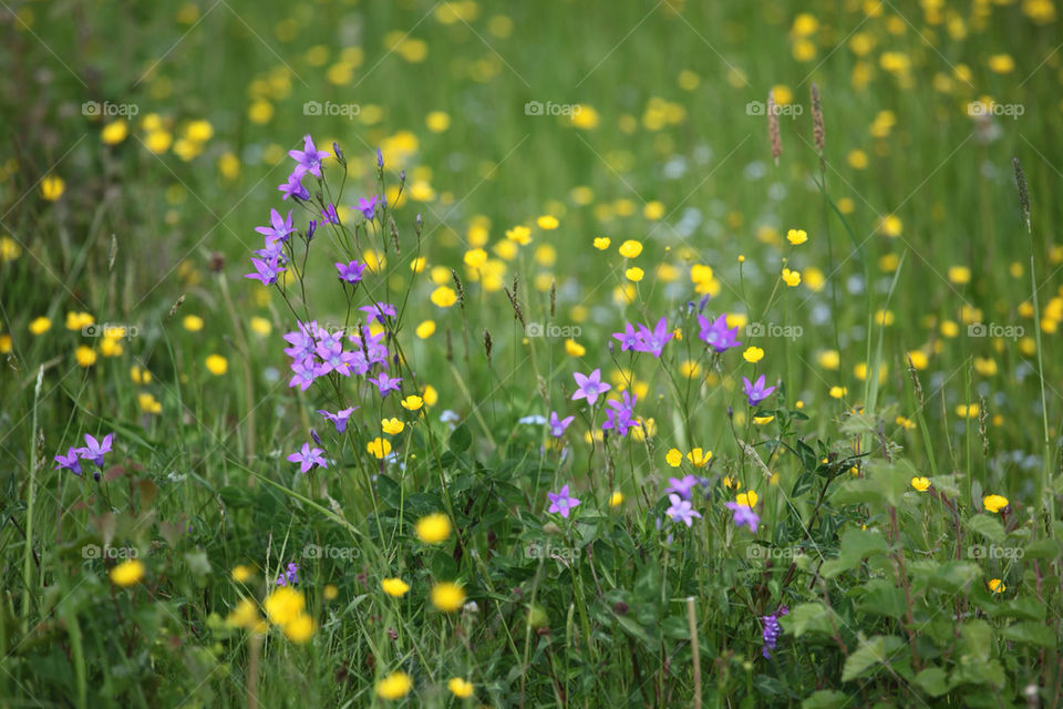 sweden meadow flower summer by kallek