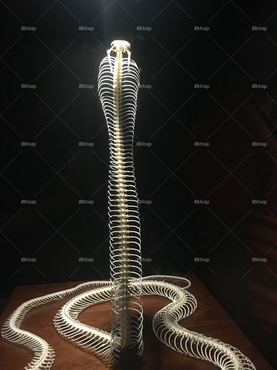 Skeleton of Cobra