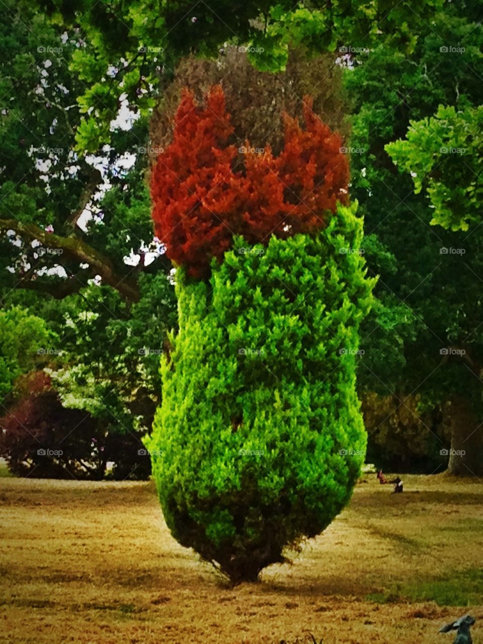 green red summer tree by hannahdagogo