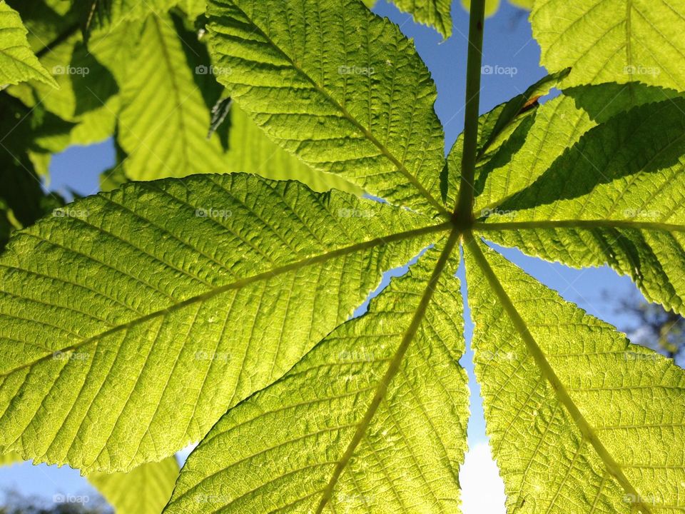 Backlit leaf . Close up picture of a green leaf against the light 