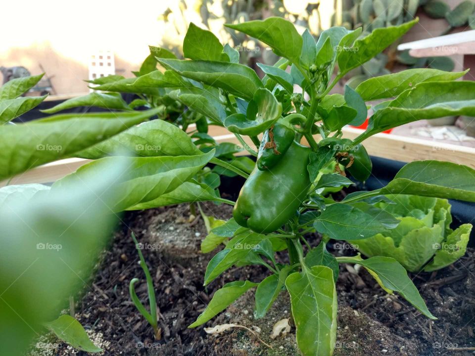 Baby green pepper
