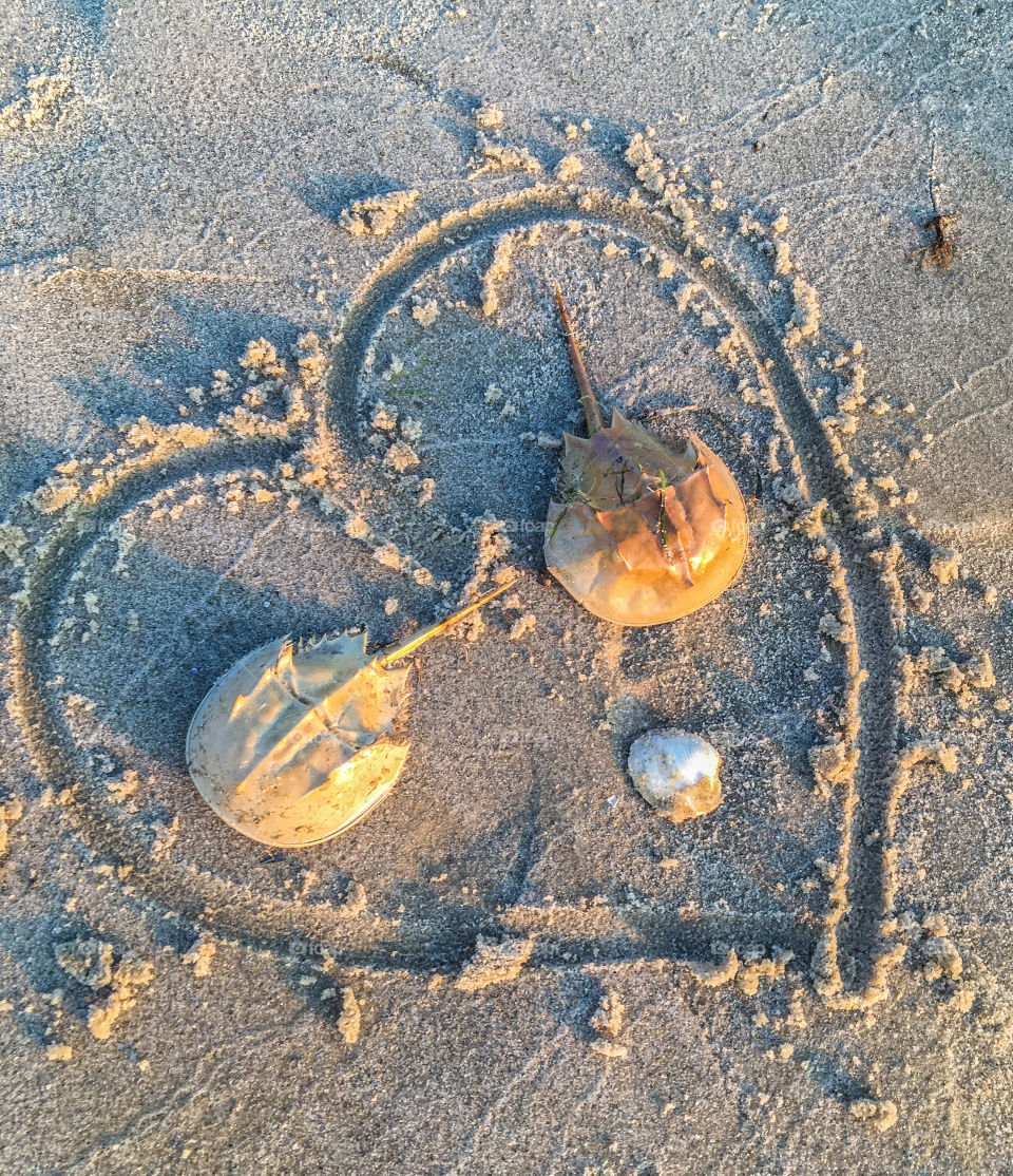 Together forever. Every summer season there is a horseshoe crab die off for some reason.  Someone found these two on the beach and drew a heart around them. 