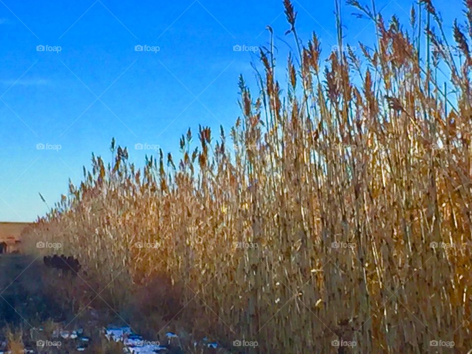 End of harvest corn stocks