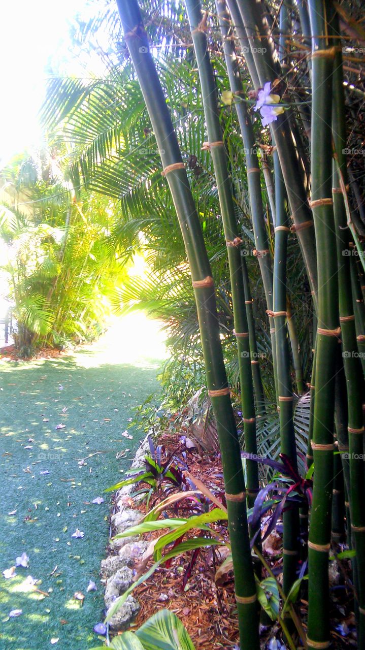 Bamboo, Nature, Tropical, Leaf, No Person