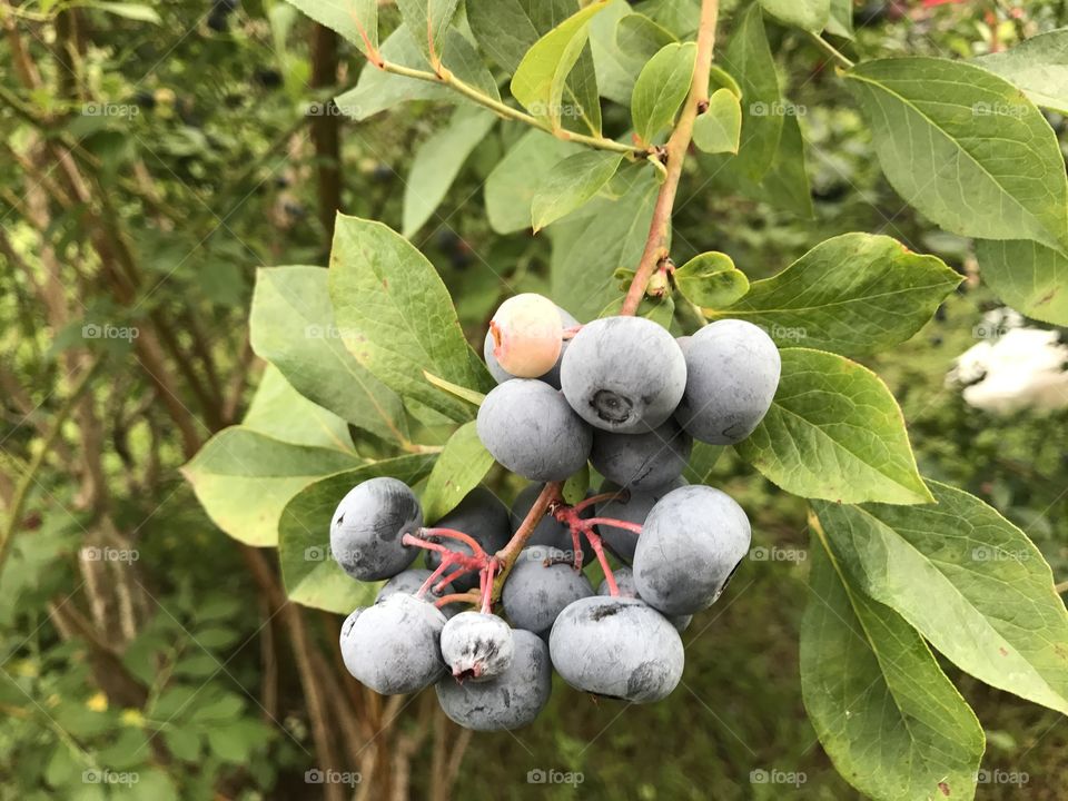 Blueberry farm bush fresh yum