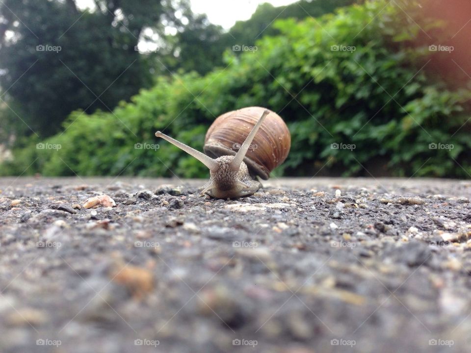 Snail after rain.
