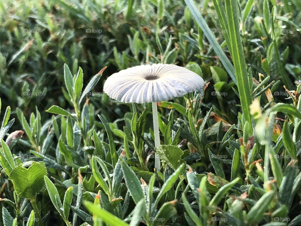 Fairy mushroom