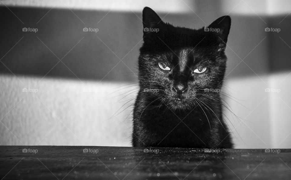 gato negro furioso