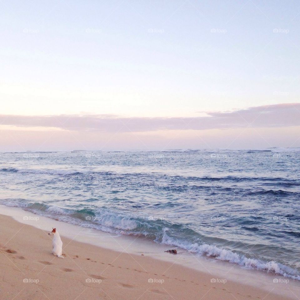 White dog on a beach