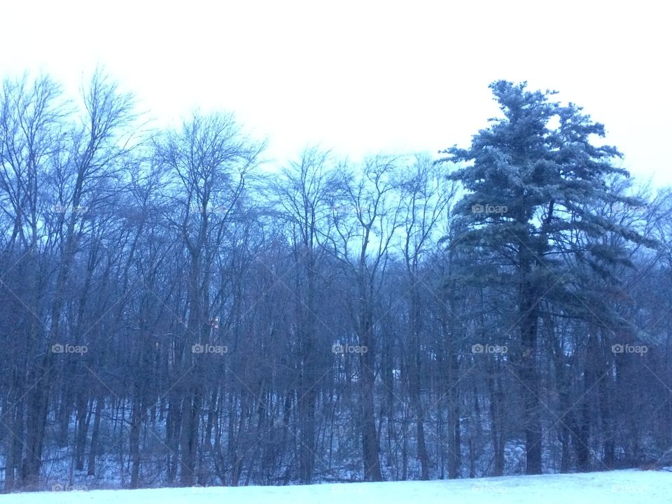 Morning tree line in winter. 