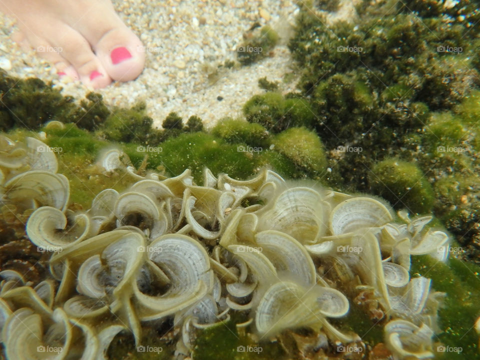 sea life underwater. sea plants and animals underwater