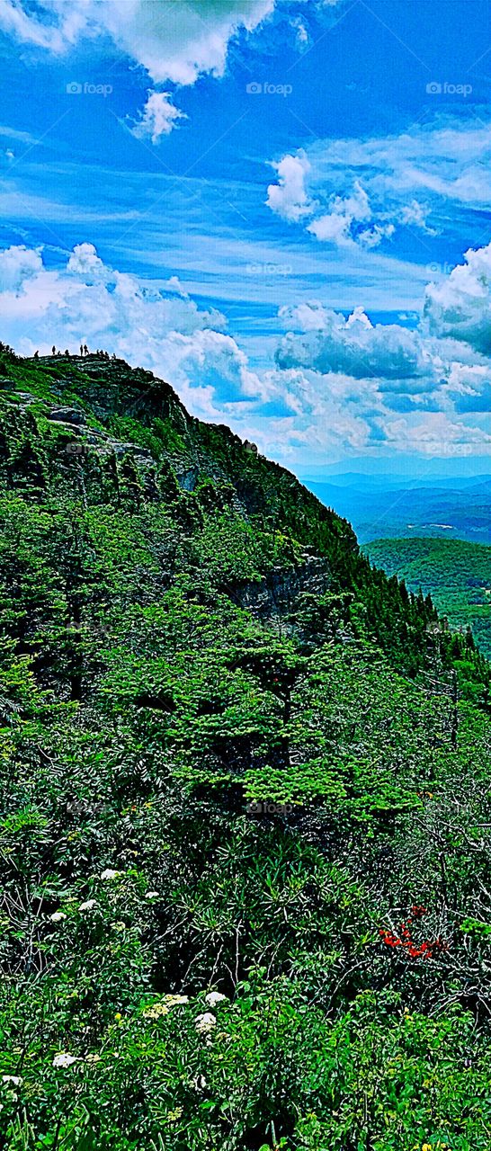 Mountain Forest 