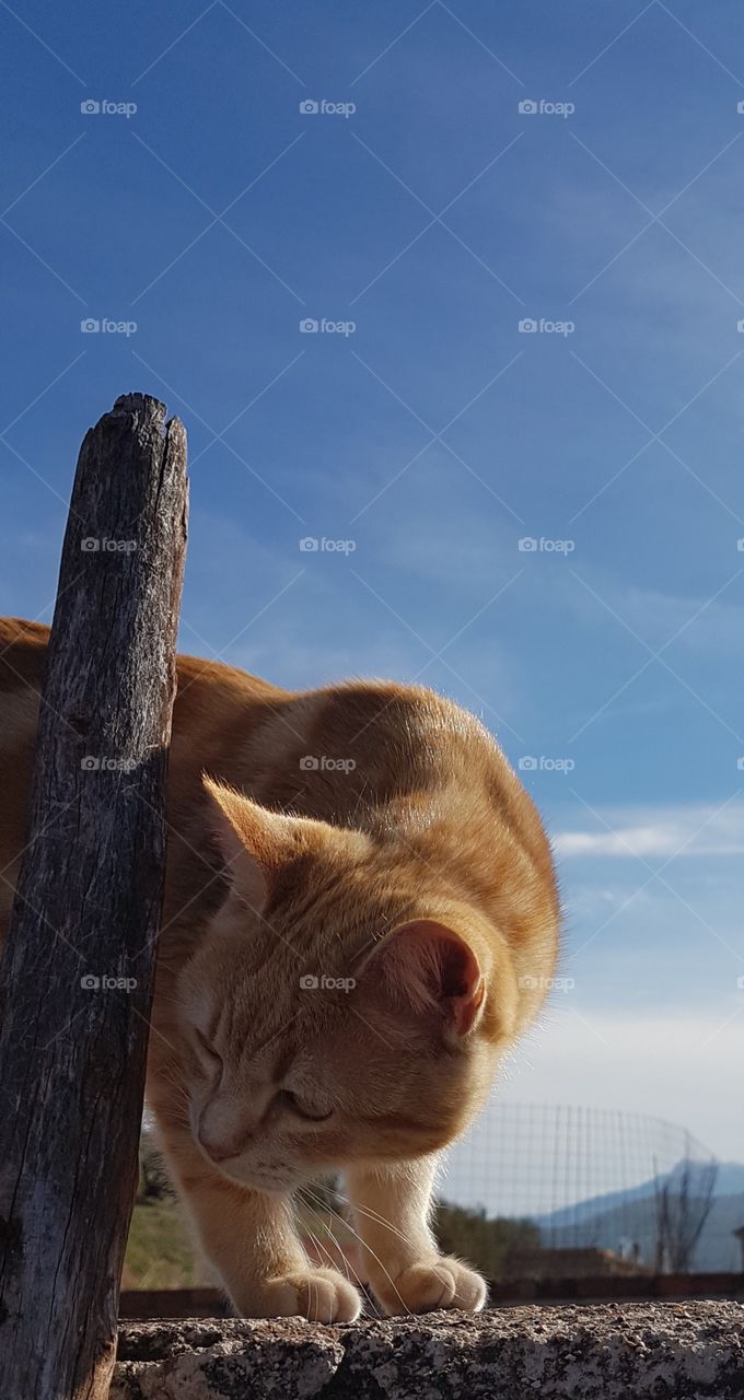 Cat Orange