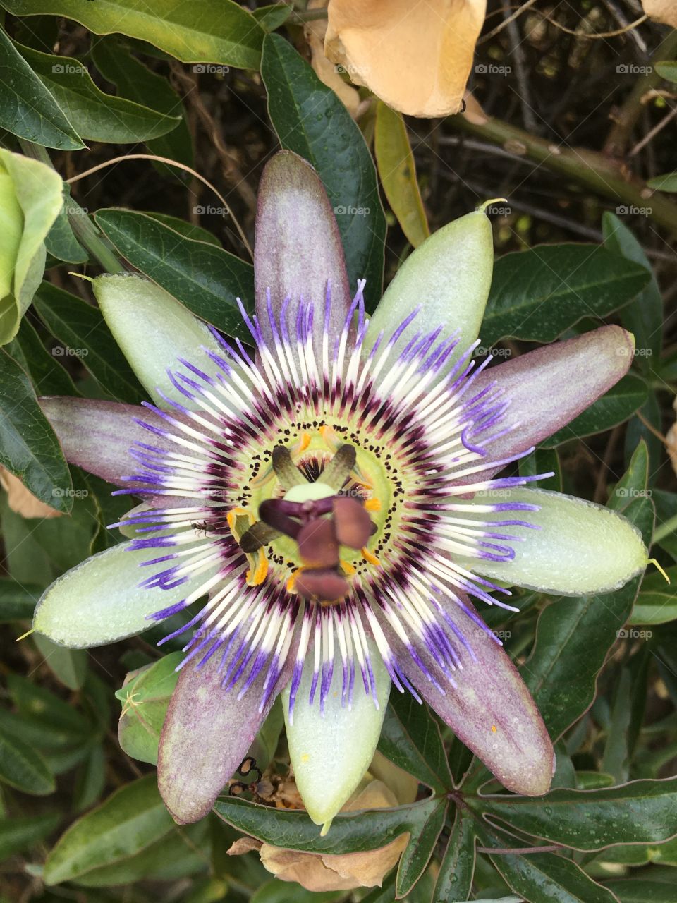 Passion flower 