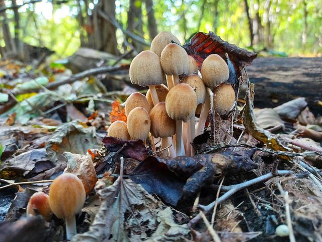 Mystical Mushrooms: A Fungi Adventure