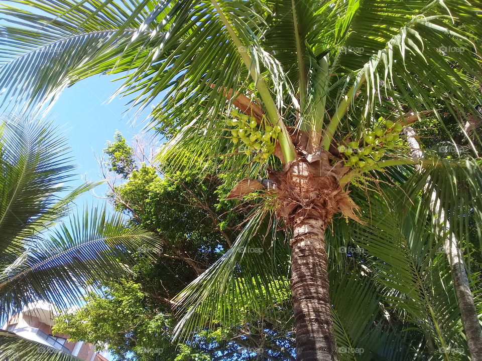 coconut tree.