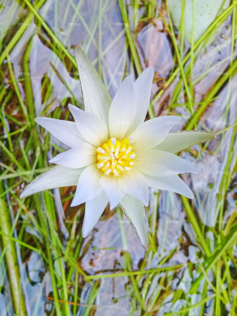 Fresh and beautiful white lotus flowers that are still not in full bloom