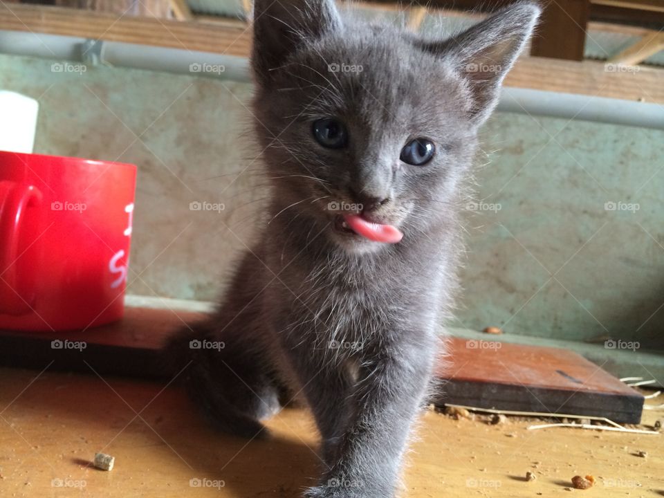 Kitten licking his nose 
