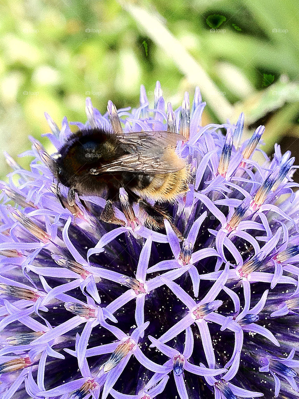 sweden garden macro close by elluca