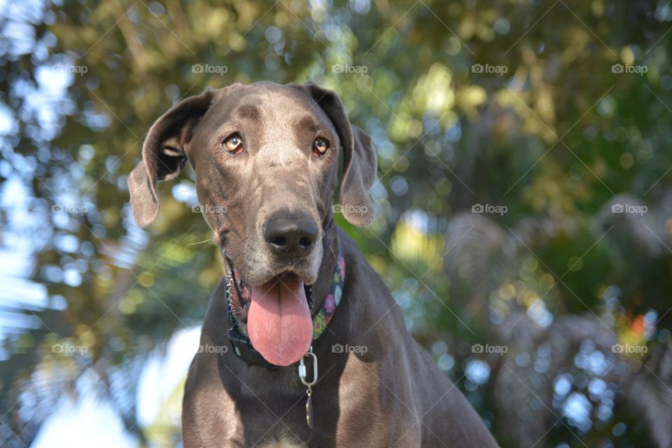 Glowing Blue Great Dane 