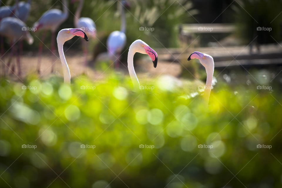 Three flamingos picking out from the bush