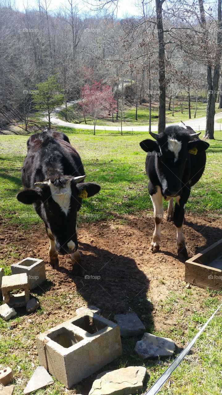 Two Cows. Stayed on a farm for a couple of days. I just got done feeding these two. 