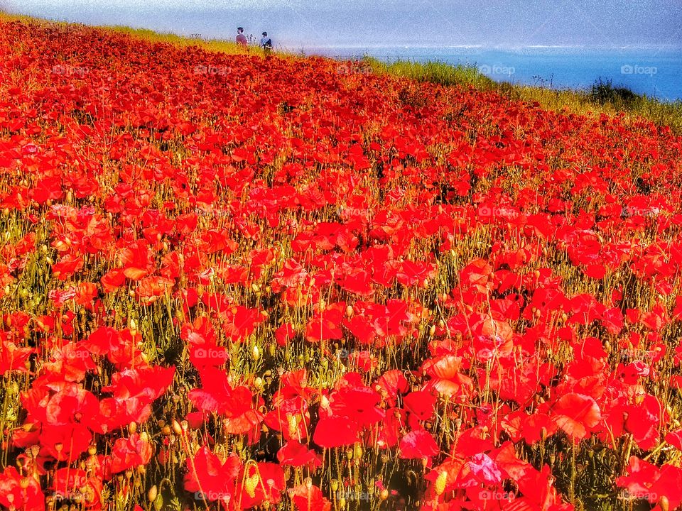 Poppies. Dover