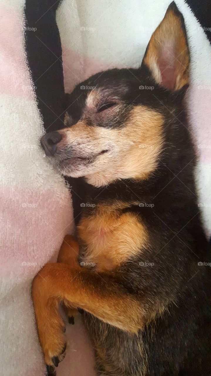 chihuahua sleeping