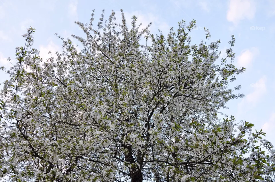 Blossoming.