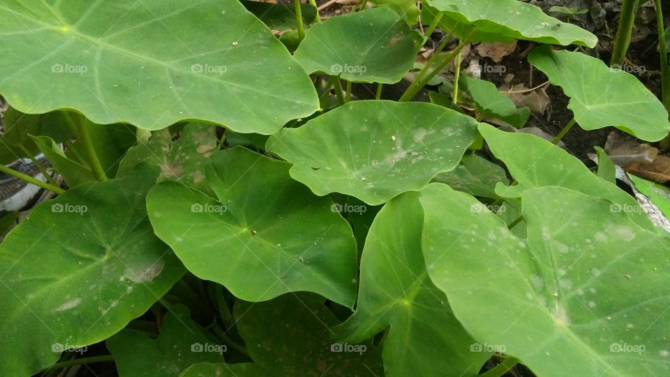 A beautiful scene of leafs in the garden.